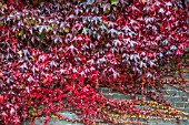 PARTHENOCISSUS TRICUSPIDATA AGM