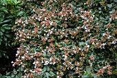 ABELIA GRANDIFLORA AGM