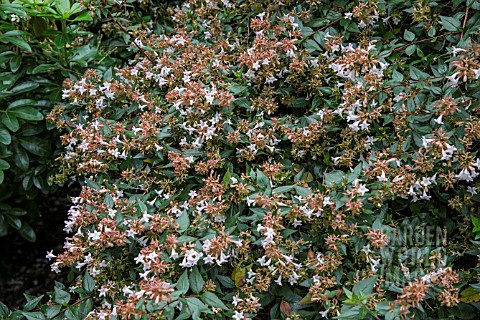 ABELIA_GRANDIFLORA_AGM