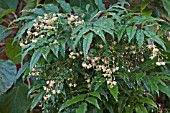 MAHONIA RUSSELLII