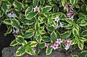 WEIGELA FLORIDA VARIEGATA