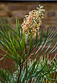 GREVILLEA WILLIE