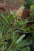 GREVILLEA WILLIE