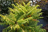 RHUS TYPHINA TIGER EYES PBR