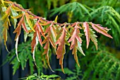 RHUS TYPHINA TIGER EYES PBR