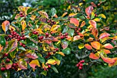 CRATAEGUS PERSIMILIS PRUNIFOLIA IN AUTUMN COLOUR