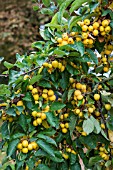 MALUS X ZUMI GOLDEN HORNET AGM