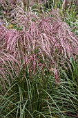 MISCANTHUS SINENSIS FLAMINGO