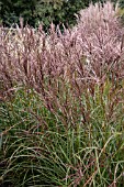 MISCANTHUS SINENSIS FERNER OSTEN