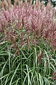 MISCANTHUS SINENSIS SIOUX