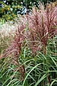 MISCANTHUS SINENSIS SIOUX