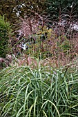 MISCANTHUS SINENSIS SEPTEMBERROT AGM