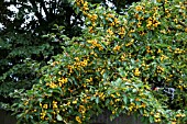 MALUS X ZUMI GOLDEN HORNET AGM