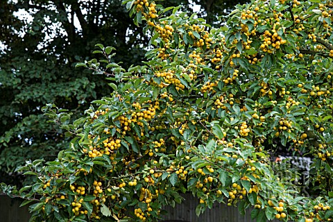 MALUS_X_ZUMI_GOLDEN_HORNET_AGM