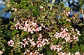 SORBUS PSEUDOVILMORINII