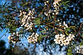 SORBUS HARRY SMITH