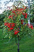 SORBUS COMMIXTA RAVENSBILL