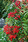 SORBUS COMMIXTA RAVENSBILL