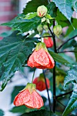 ABUTILON MRS TRIMMER