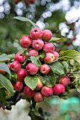 MALUS RED SENTINEL