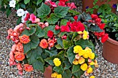 BEGONIA HELIX MIXED