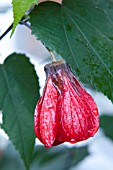 ABUTILON CERISE QUEEN