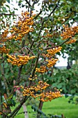 SORBUS WISLEY GOLD