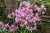 NERINE BOWDENII