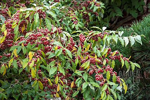 ELEAGNUS_UMBELLATA_LE_VASTERIVAL