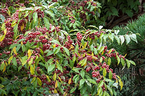 ELEAGNUS_UMBELLATA_LE_VASTERIVAL