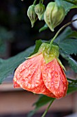 ABUTILON MRS TRIMMER