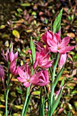 SCHIZOSTYLIS FENLAND DAYBREAK