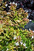 ABELIA X GRANDIFLORA CONFETTI PBR