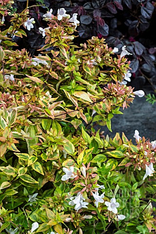 ABELIA_X_GRANDIFLORA_CONFETTI_PBR