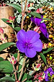 TIBOUCHINA ORGANENSIS