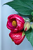 ABUTILON MASTER MICHAEL