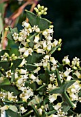 COLLETIA PARADOXA