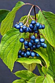 CORNUS AMONUM BLUE CLOUD