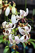 LILIUM MARTAGON ALBIFLORUM