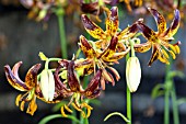 LILIUM MARTAGON ARABIAN NIGHTS