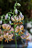 LILIUM MARTAGON MRS R O BACKHOUSE