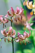 LILIUM MARTAGON MANITOBA FOX