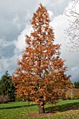 METASEQUOIA GLYPTROTROBOIDES  IN AUTUMN COLOUR