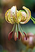 LILIUM MARTAGON PEPPER GOLD