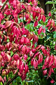 EUONYMUS ALATUS IN AUTUMN COLOUR