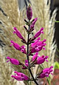 SALVIA INVOLUCRATA HADSPEN