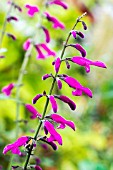 SALVIA CURVIFLORA