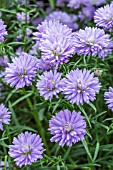 ASTER NESTAR LAVENDER