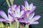 COLCHICUM CILICIUM