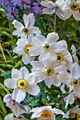 ANEMONE RUFFLED SWAN